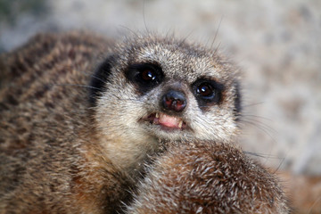 Fototapeta premium angry meerkat