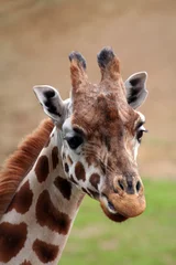 Photo sur Plexiglas Girafe giraffe face