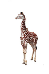 giraffe isolated © Xavier MARCHANT