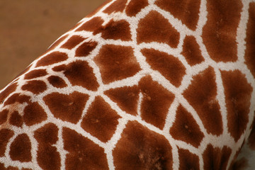 texture de girafe