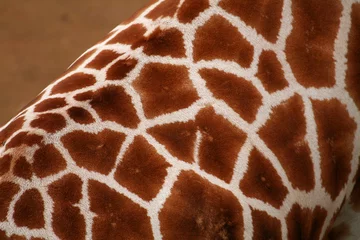 Crédence de cuisine en verre imprimé Girafe texture de girafe