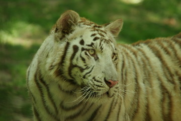 tigre blanc