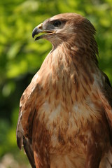 buse de profil