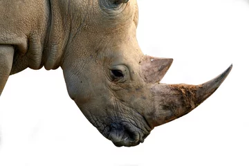 Deurstickers isolated rhinoceros head © Xavier MARCHANT
