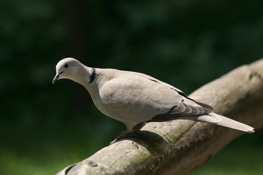 ringeltaube