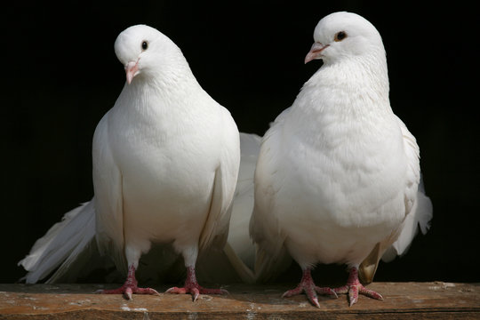 friedensbringer