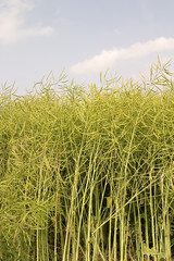 rapspflanzen vor der ernte