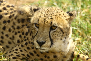 cheetah