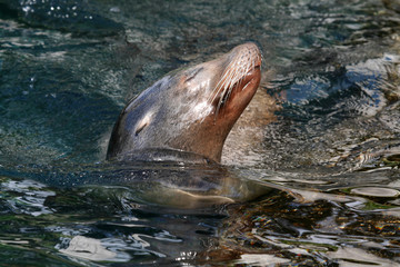 swimming seal