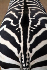 Fototapeta na wymiar Zebra tekstury