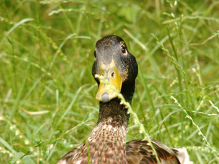 duck