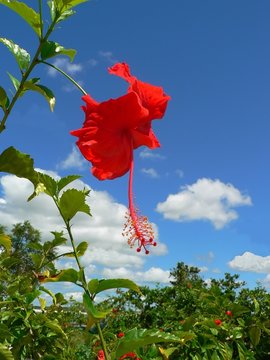 hibiscus lagoa paraiso