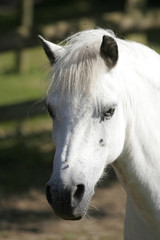 "daisy" our pet pony