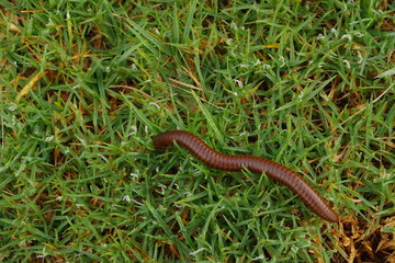 Fototapeta premium centipede