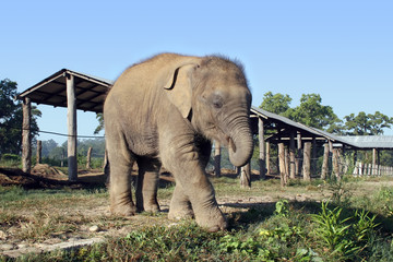 Fototapeta premium baby elephant - nepal