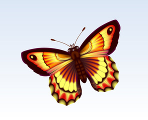 butterfly 6