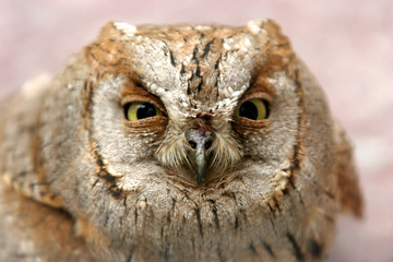 owl