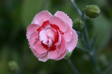 carnation