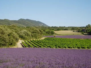 Fotobehang champs de lavande et vignes © christian rycx