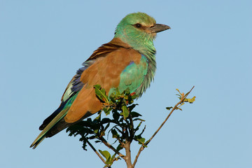 european roller