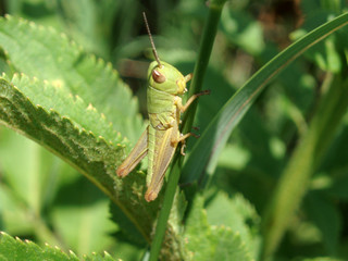 grashopper
