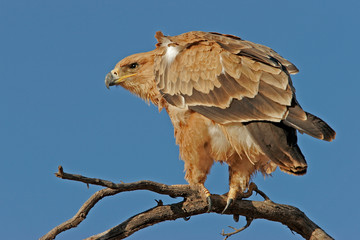 tawny eagle