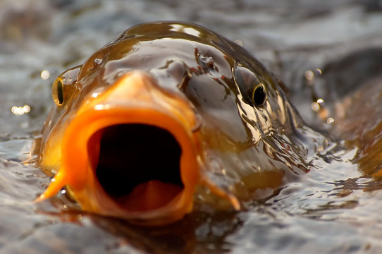 fishy background