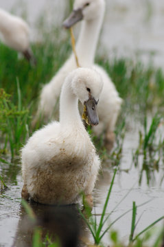 b&eacute;b&eacute; cigne