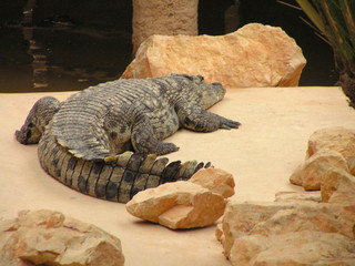 crocodile