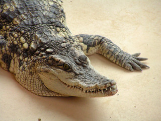 crocodile