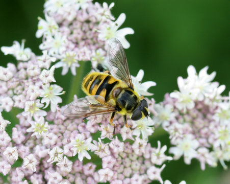 hoverfly with wing pattern