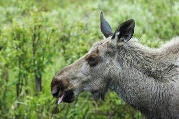 sticking tonque out - moose