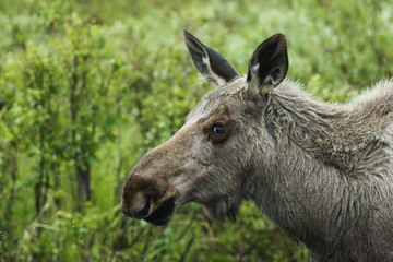 alaskan model - moose posing