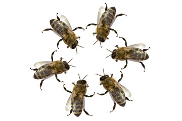 meeting of bees