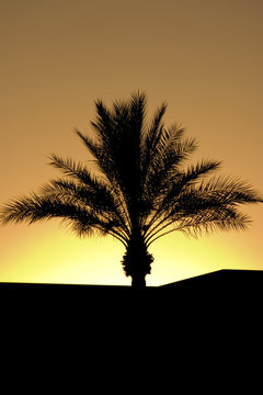 palm tree silhouette during sunset