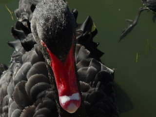 black swan