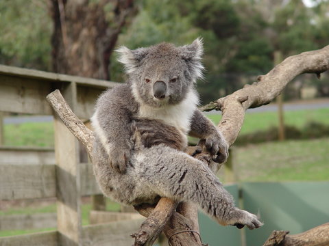 chuffed koala