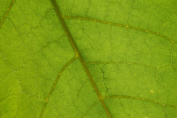 Naklejka na ściany i meble green leaf pattern