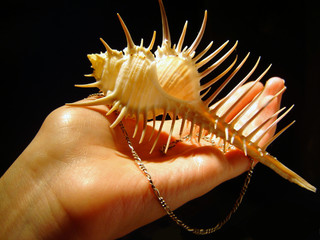 the cockleshell