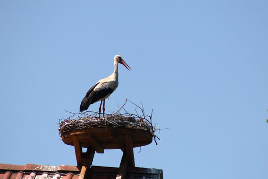 storchennest