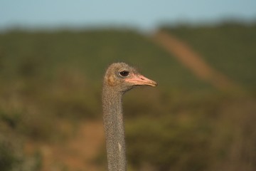 Fototapeta premium ostrich head