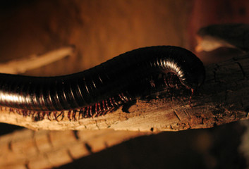 millipede