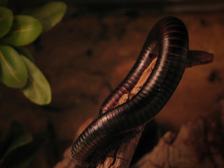 millipede