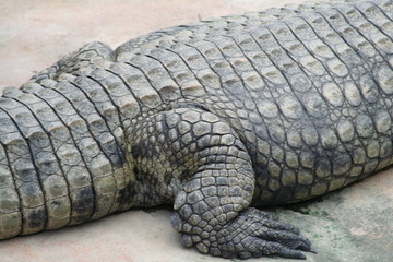 peau de crocodile