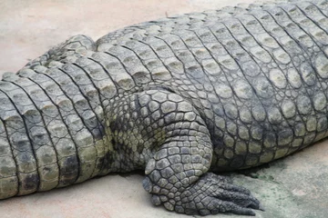 Afwasbaar Fotobehang Krokodil krokodillenleer