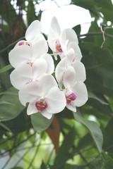 Obraz premium orchidee blanche