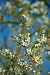 springtime flora