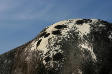 appaloosa coat