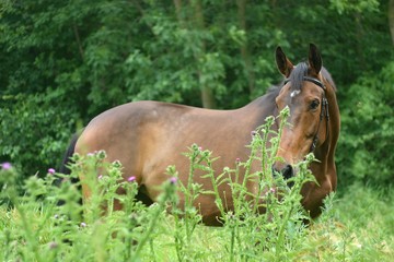 hiding horse