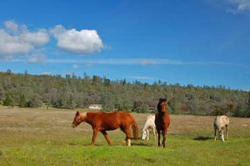 Fototapeta na wymiar horses in a field